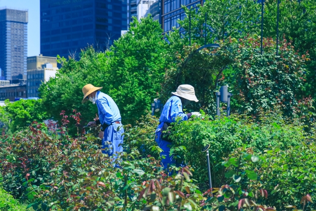 横須賀市　山本塗装　庭木　剪定　安全　脚立