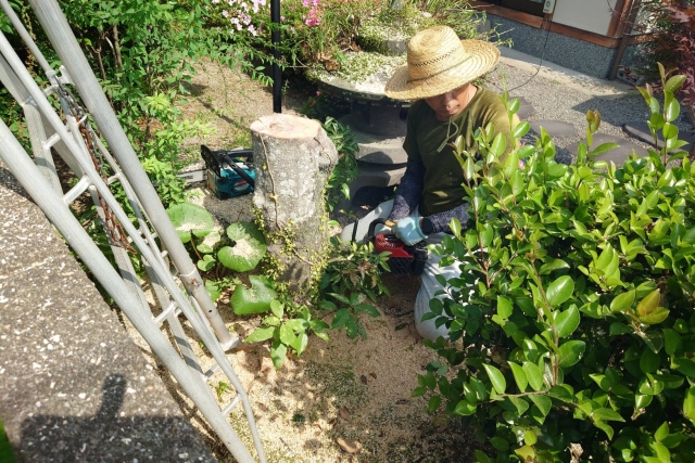 横須賀市 山本 塗装 外壁 屋根 チャドクガ 害虫 対策