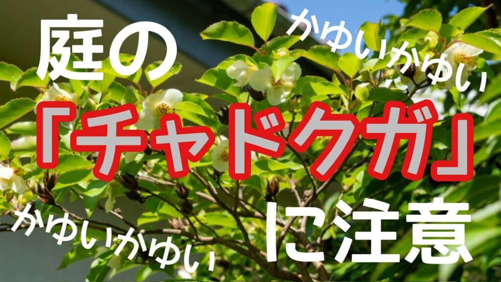 横須賀市 山本 塗装 外壁 屋根 チャドクガ 害虫 対策