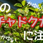 横須賀市　山本　塗装　外壁　屋根　チャドクガ　害虫　対策