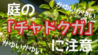 横須賀市　山本　塗装　外壁　屋根　チャドクガ　害虫　対策