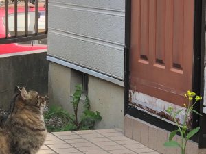 玄関ドア横須賀市山本塗装